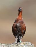 Red Grouse 1 Copy 3